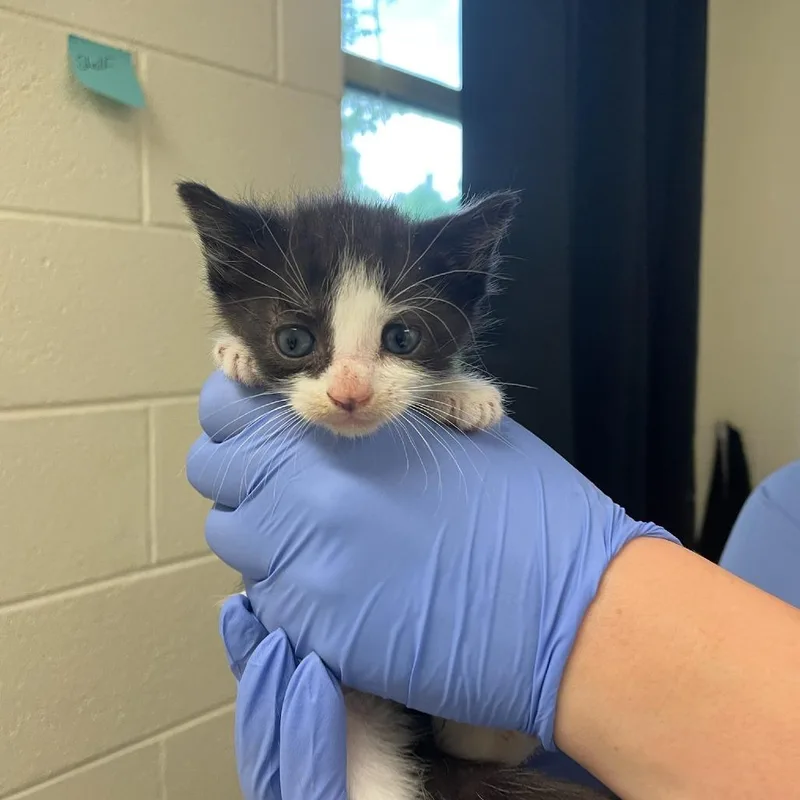 A baby small-sized female Black Domestic Short Hair cat named Saturn for adoption in Charlottesville, VA
