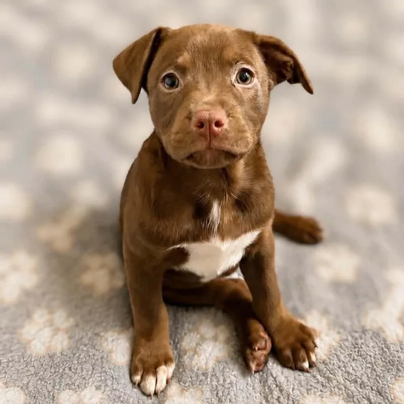 A baby large-sized female Brown / Chocolate Labrador Retriever dog named Shelby for adoption in Griswold, CT