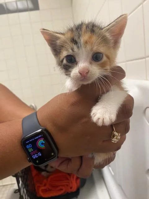 A baby medium-sized female Domestic Short Hair cat named Bella for adoption in Dallas, TX