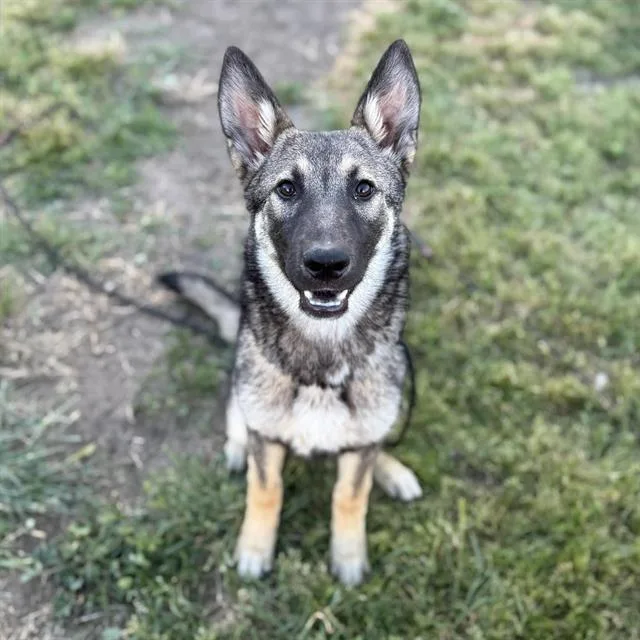 A young large-sized female German Shepherd Dog dog named Annie for adoption in Modesto, CA