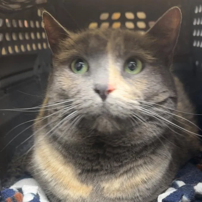 A senior small-sized female Tortoiseshell Domestic Short Hair cat named Cream for adoption in Coralville, IA