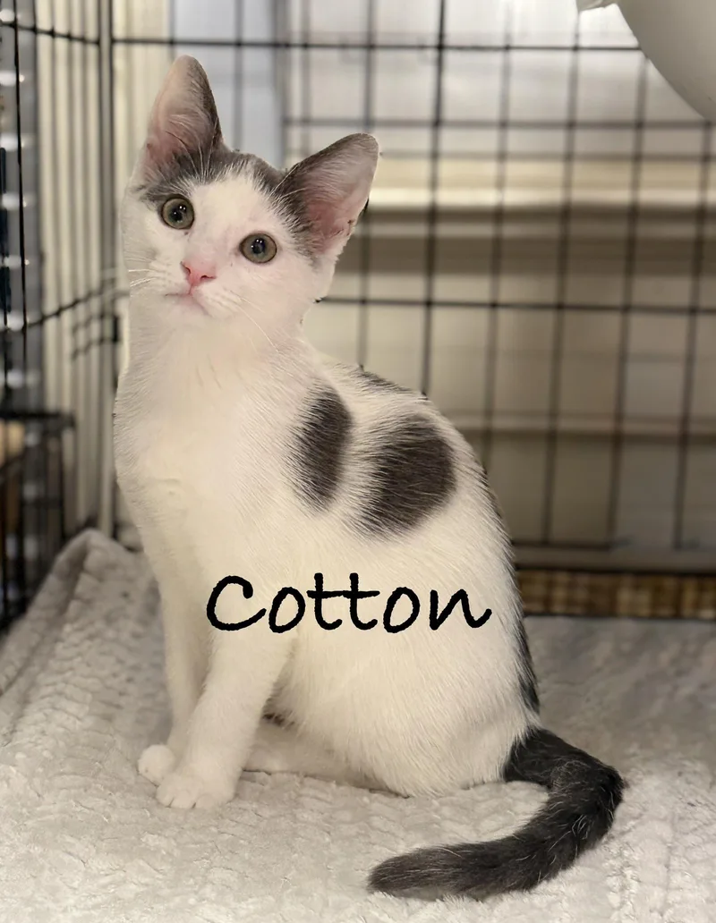 A baby medium-sized male Gray & White Domestic Short Hair cat named Cotton for adoption in Pawleys Island, SC