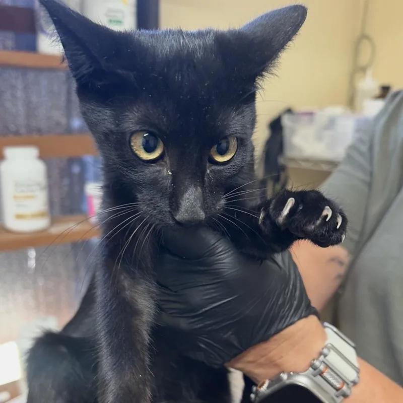 A baby medium-sized male Domestic Short Hair cat named Vinny for adoption in Corinth, MS
