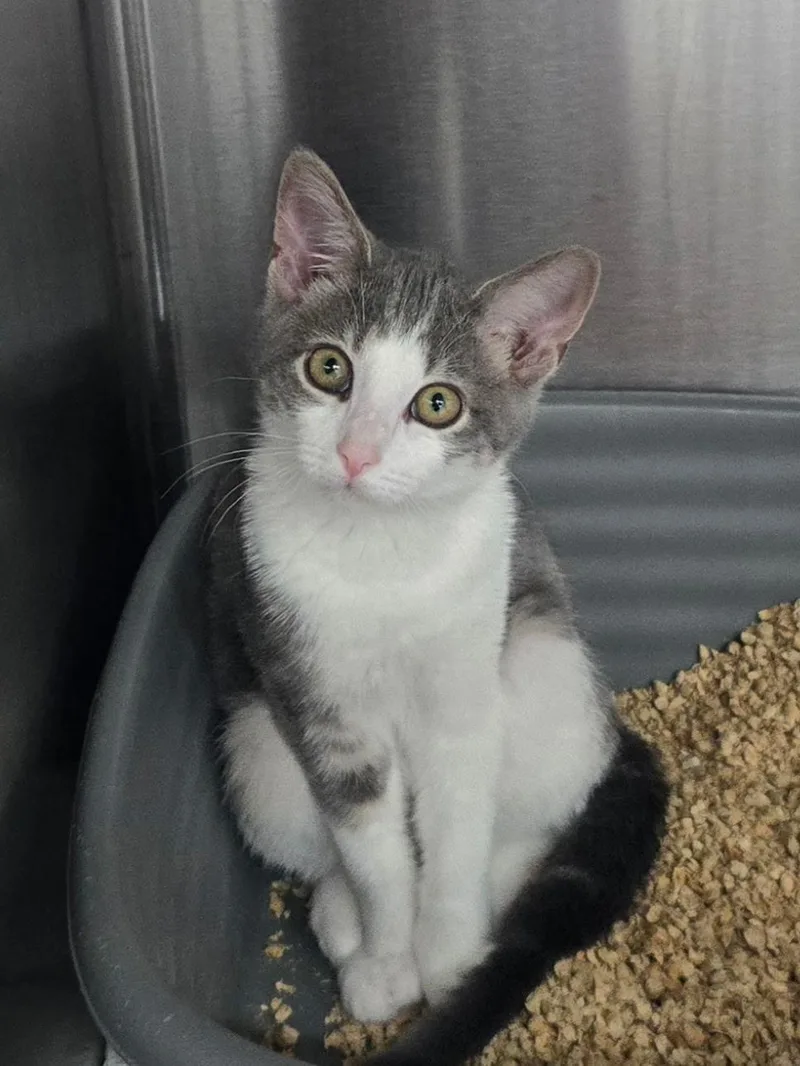 A young medium-sized female Gray & White Domestic Short Hair cat named Babe for adoption in Mount Vernon, OH