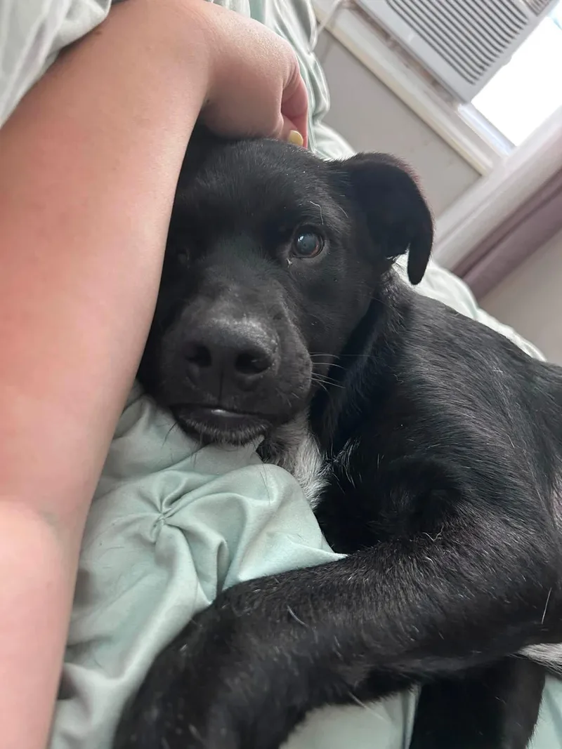 A baby medium-sized male Black Labrador Retriever dog named Horace for adoption in Billerica, MA