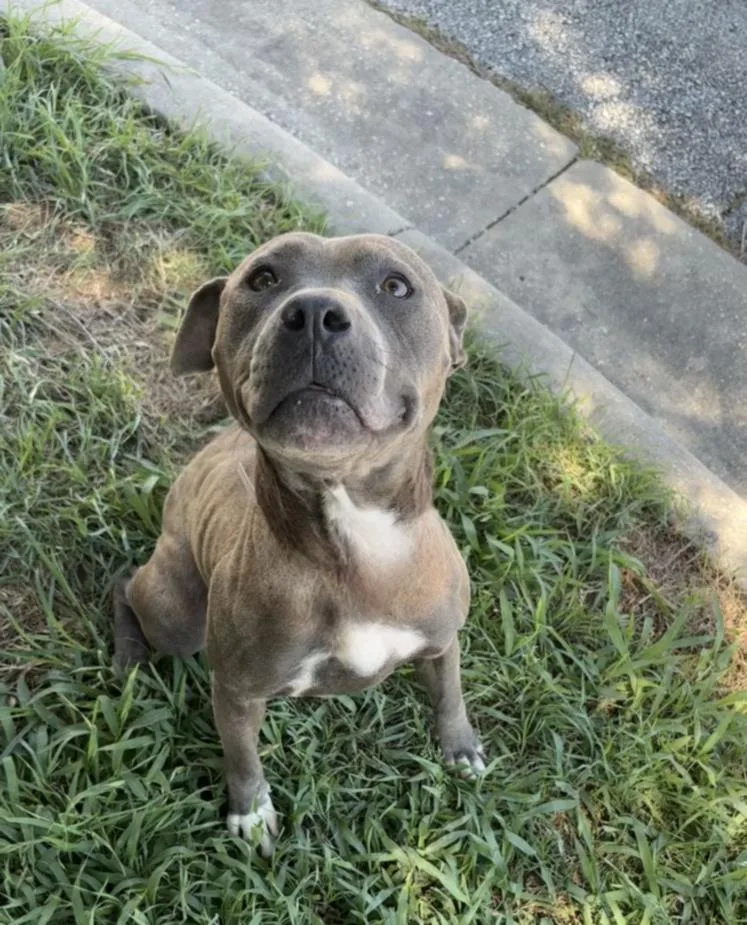 An adult medium-sized female Staffordshire Bull Terrier dog named Princess for adoption in Houston, TX