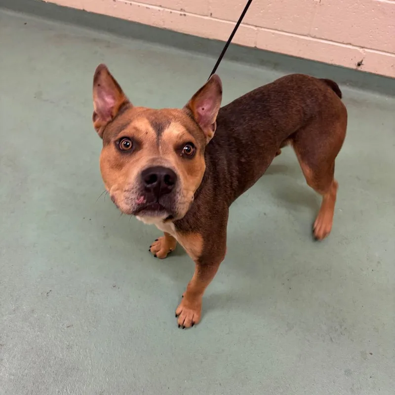 An adult medium-sized male Brown / Chocolate Mixed Breed dog named Handy Mandy for adoption in Memphis, TN