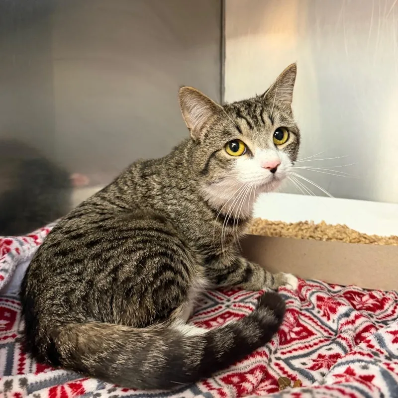 A young medium-sized male Brown / Chocolate Domestic Short Hair cat named George for adoption in Perkiomenville, PA