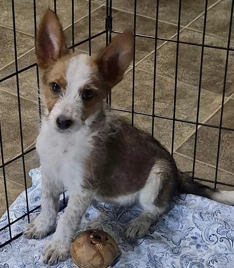 A baby medium-sized female Australian Shepherd dog named Bella for adoption in Los Angeles, CA