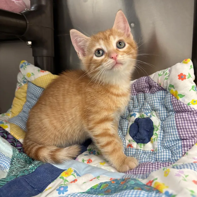 A baby small-sized male Orange / Red Domestic Short Hair cat named Perry for adoption in Corpus Christi, TX