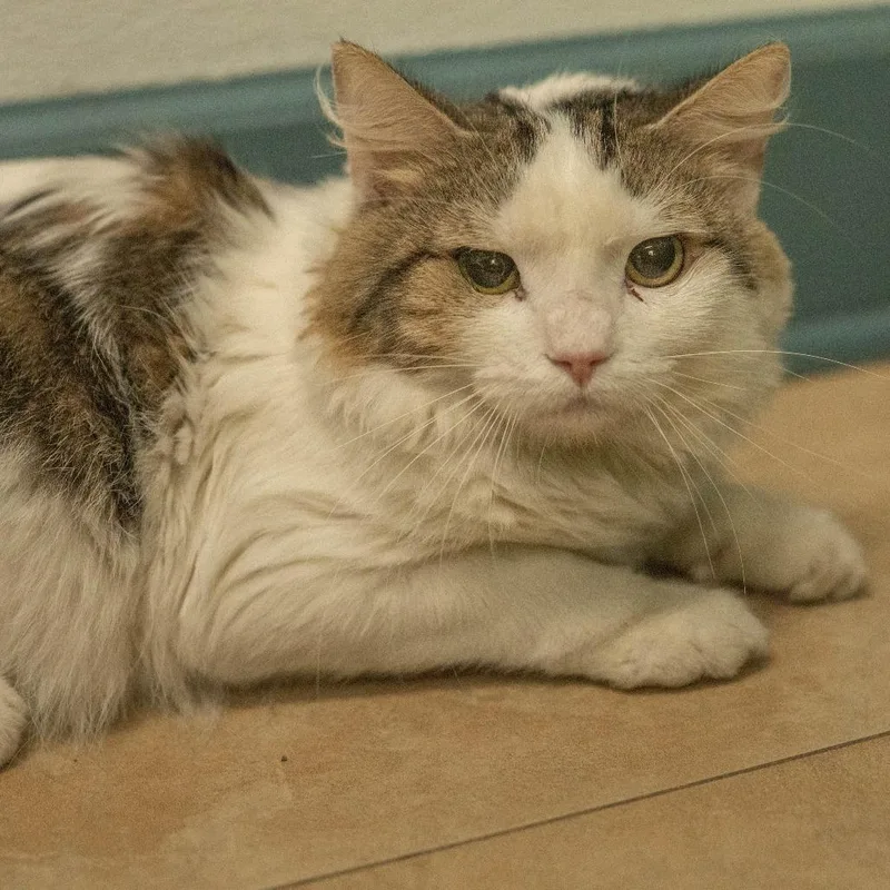 A young medium-sized male White Domestic Medium Hair cat named Moo Moo for adoption in Decatur, GA