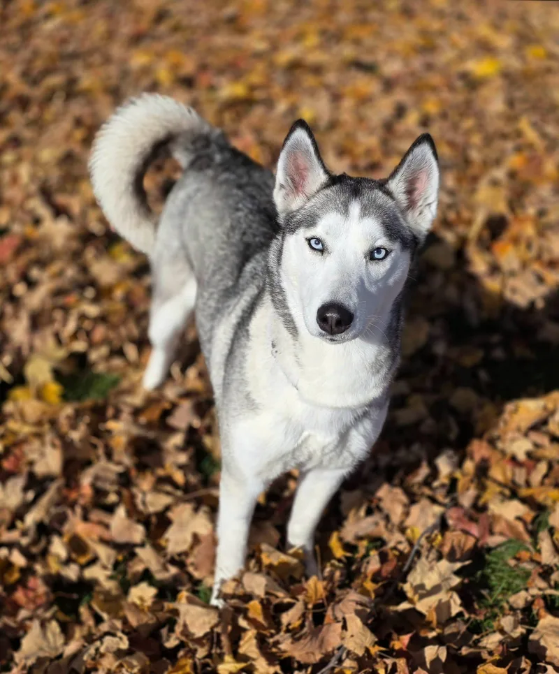 An adult medium-sized female Gray / Blue / Silver Husky dog named Reba for adoption in Shelby, MI