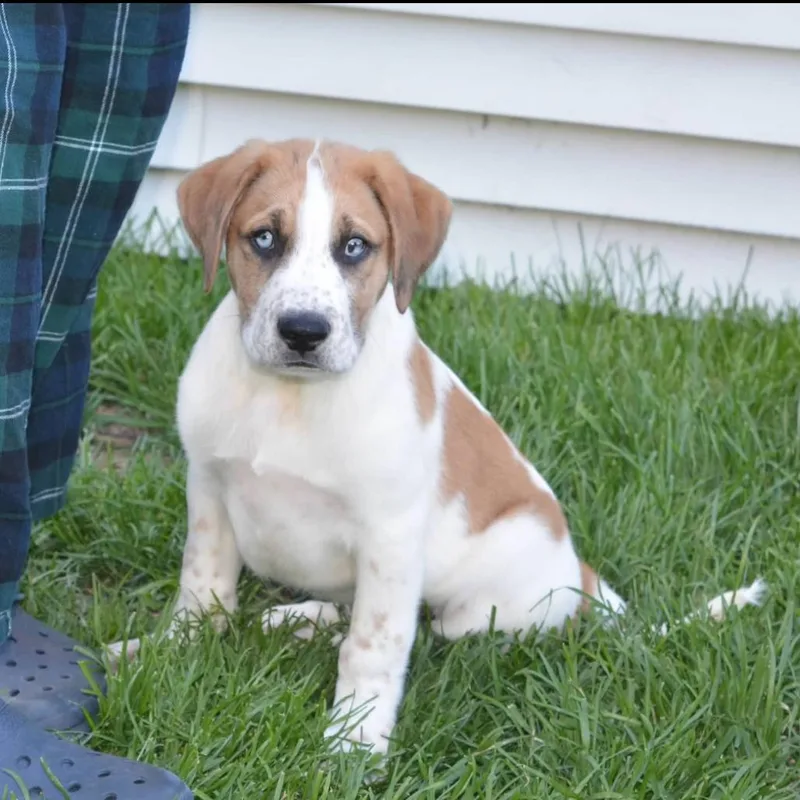 Elvis thumbnail 3