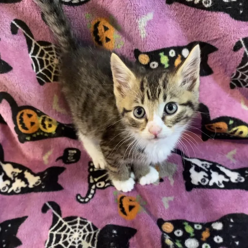A baby small-sized male Brown / Chocolate Domestic Short Hair cat named Fergus for adoption in Rocky Mount, VA