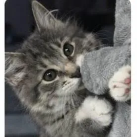 Clawdia