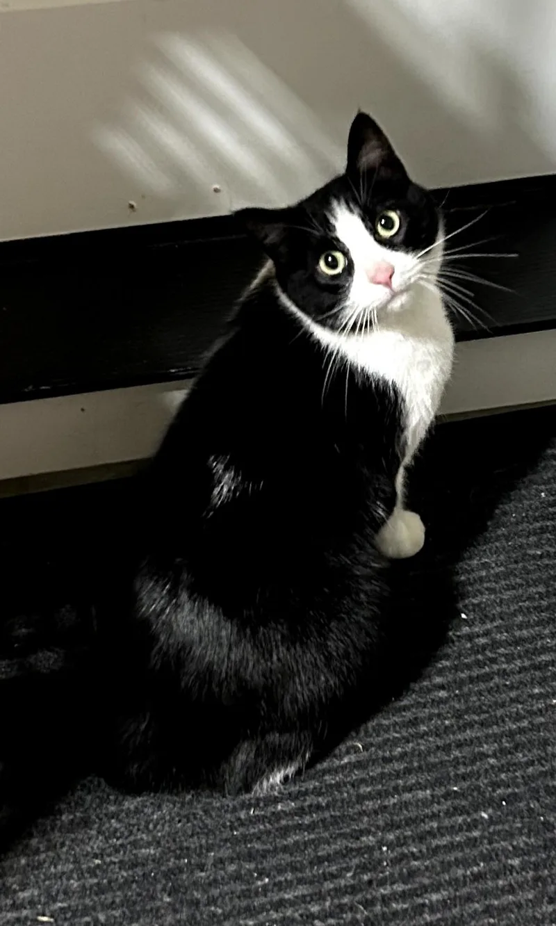 Timmy