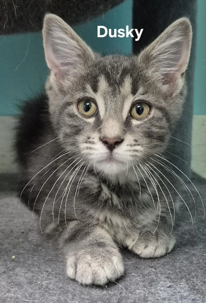 A baby medium-sized male Domestic Short Hair cat named Dusky for adoption in Kendallville, IN