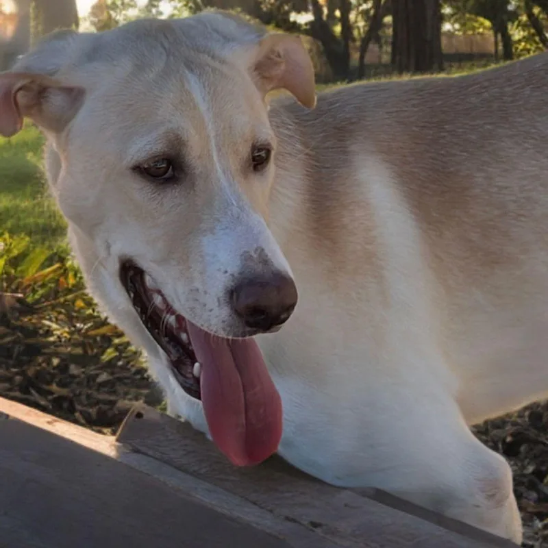 An adult medium-sized female Shepherd dog named Anna for adoption in Kingman, AZ