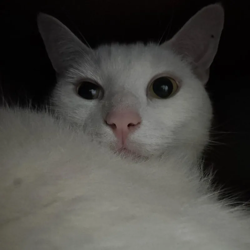An adult large-sized male White Domestic Short Hair cat named K.c. for adoption in West Palm Beach, FL