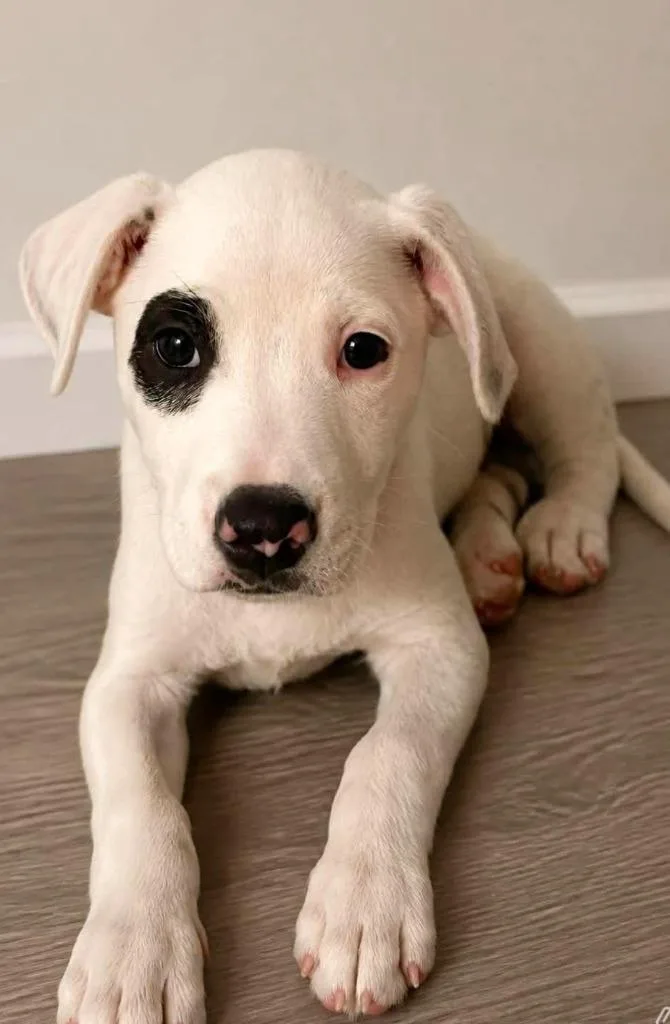 Petey Garner