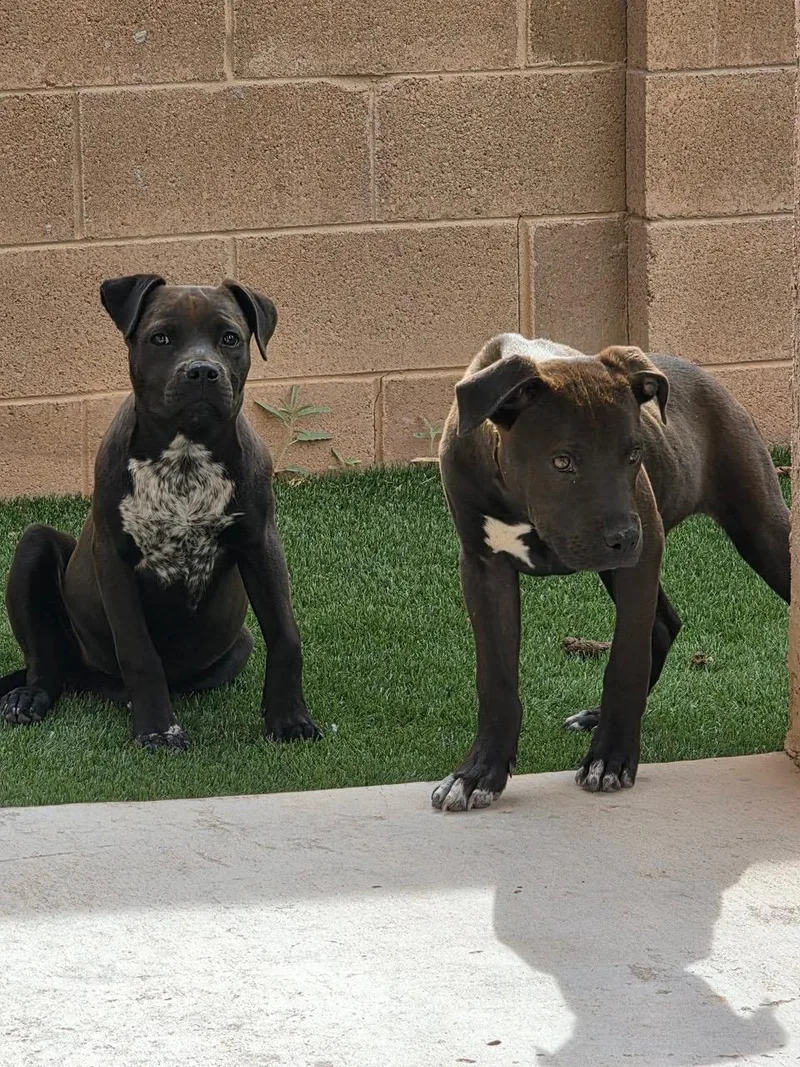 A baby medium-sized female Black American Staffordshire Terrier dog named Sister for adoption in Albuquerque, NM