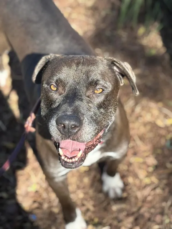 An adult large-sized male Pit Bull Terrier dog named Gordon for adoption in San Diego, CA