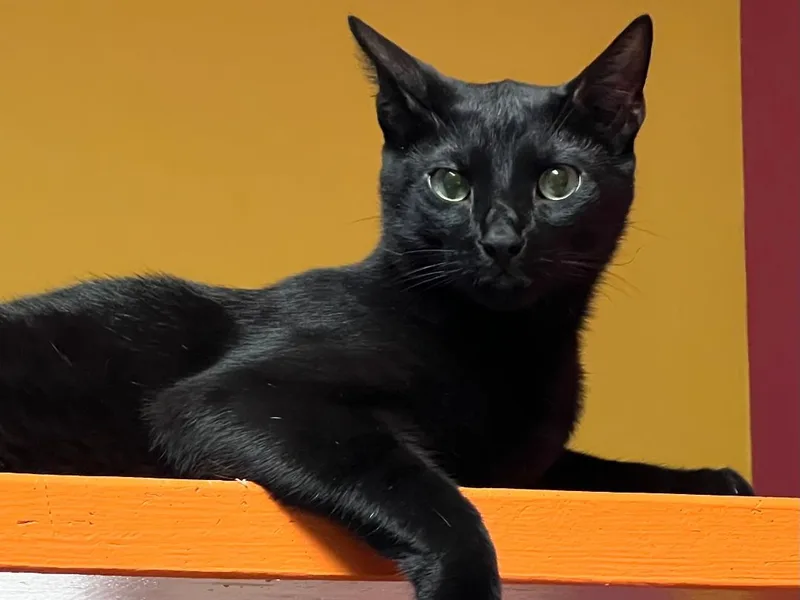 A young medium-sized male Black Domestic Short Hair cat named Skrunchy for adoption in Topeka, KS