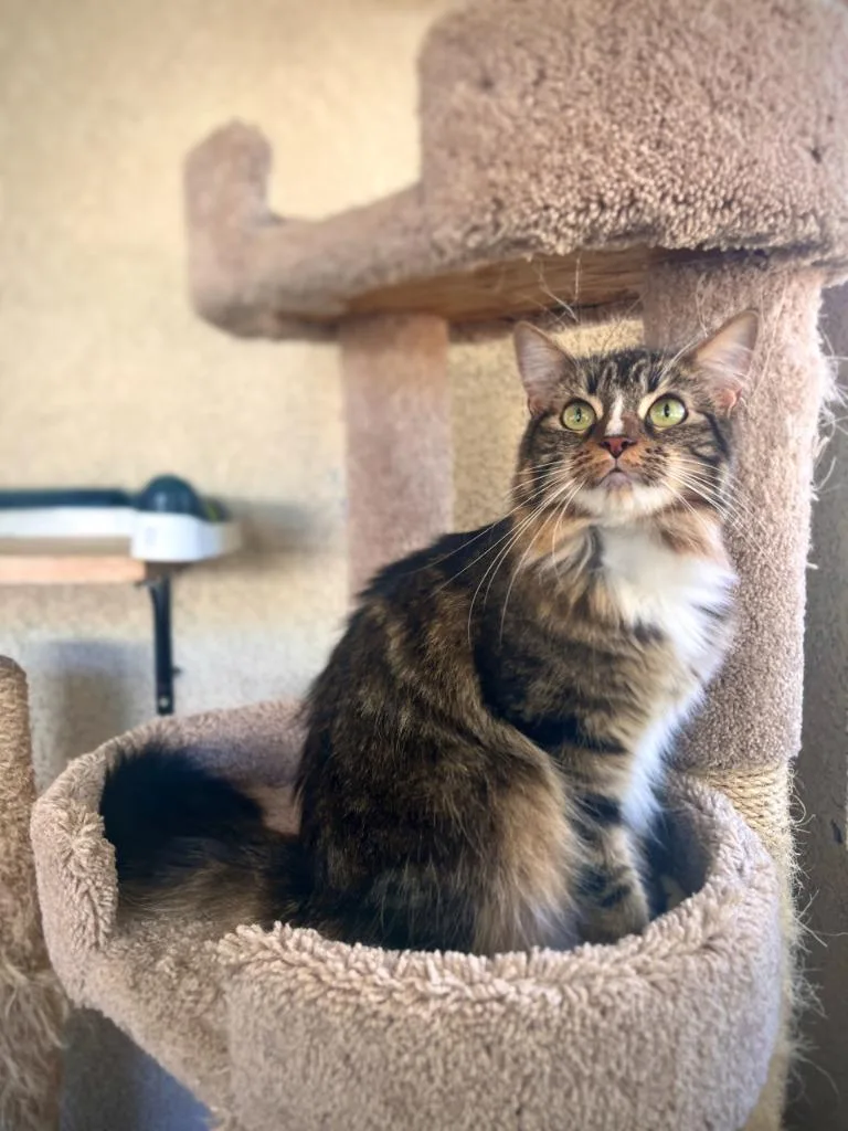A young small-sized female Domestic Long Hair cat named Bon Bon for adoption in Los Angeles, CA