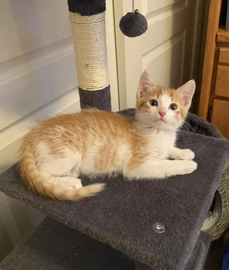 A baby small-sized male Orange & White Domestic Short Hair cat named Lawrence for adoption in tucson, AZ