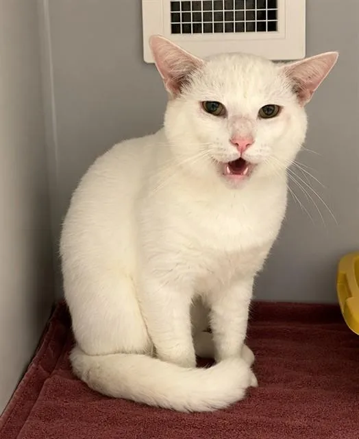 A young medium-sized male Domestic Short Hair cat named Orville for adoption in Statesville, NC