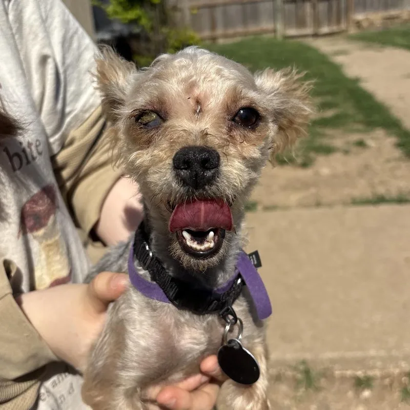 An adult small-sized female Brown / Chocolate Yorkshire Terrier dog named Cobie for adoption in Shawnee, KS