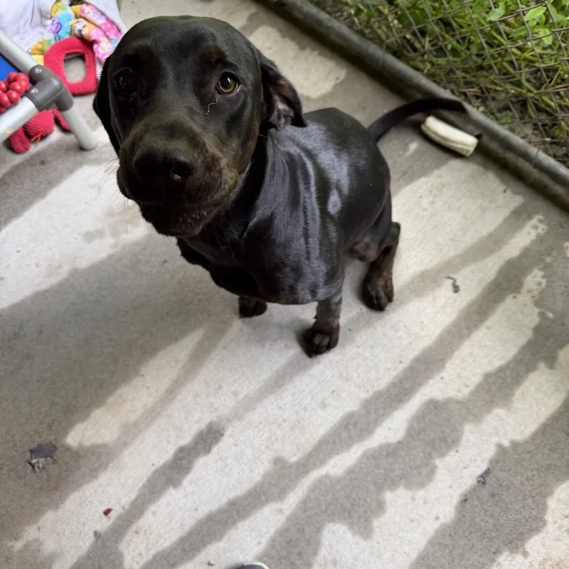 An adult small-sized female Black Labrador Retriever dog named Pepper for adoption in Blair, WI
