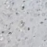Pepper thumbnail 2