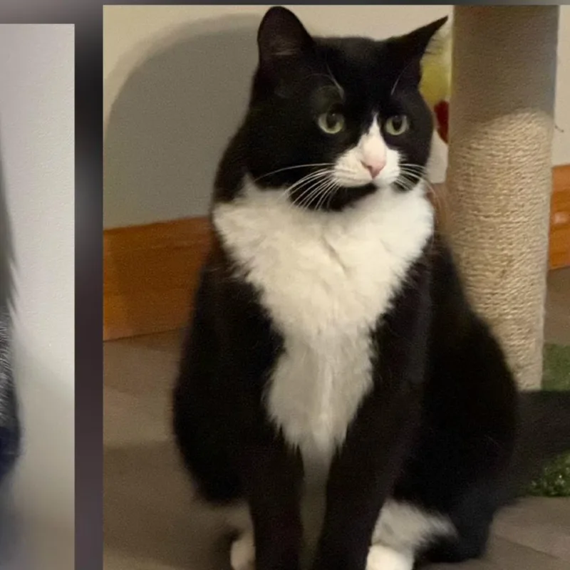 An adult small-sized female Black Domestic Short Hair cat named Socks for adoption in Bristol, IN