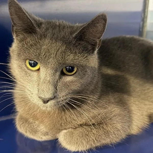An adult medium-sized male Gray / Blue / Silver Domestic Short Hair cat named Mojo for adoption in Concord, NH
