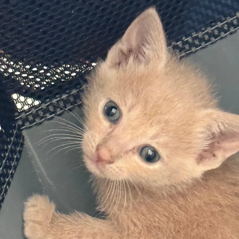 A young medium-sized female Buff / Tan / Fawn Domestic Short Hair cat named Valentina for adoption in Parkland, FL