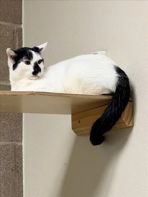 A young medium-sized female Domestic Short Hair cat named Madonna for adoption in Las Vegas, NV