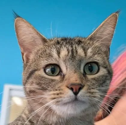 A young small-sized female Domestic Short Hair cat named Emerald for adoption in La Harpe, KS