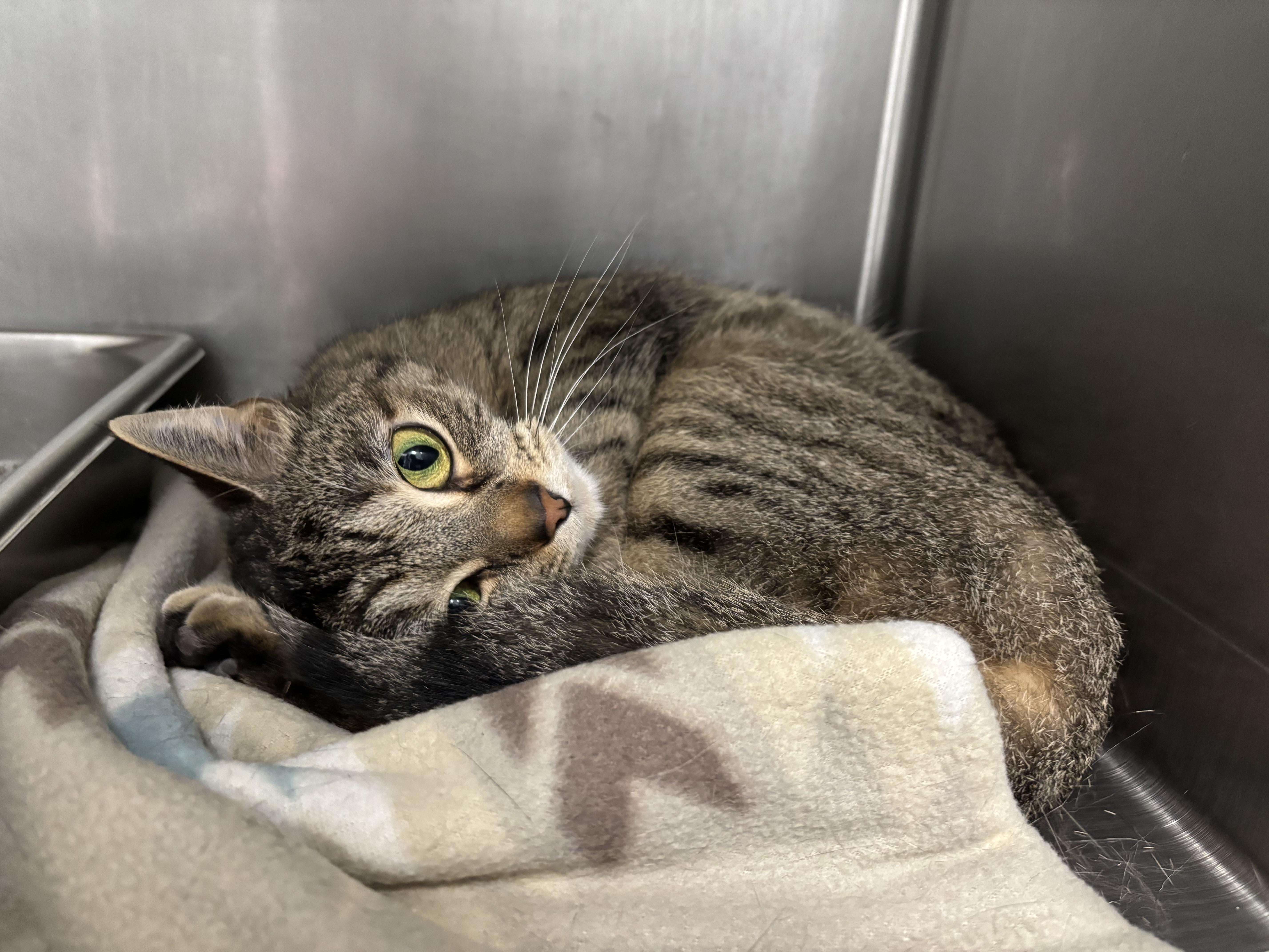 A young medium-sized female Tabby (Brown / Chocolate) Domestic Short Hair cat named Dee for adoption in Frankfort, IN