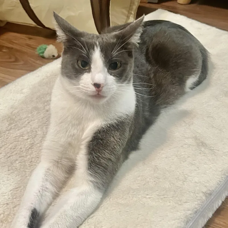 A young medium-sized female Gray & White Domestic Short Hair cat named Pumpkin Spice for adoption in Liverpool, TX