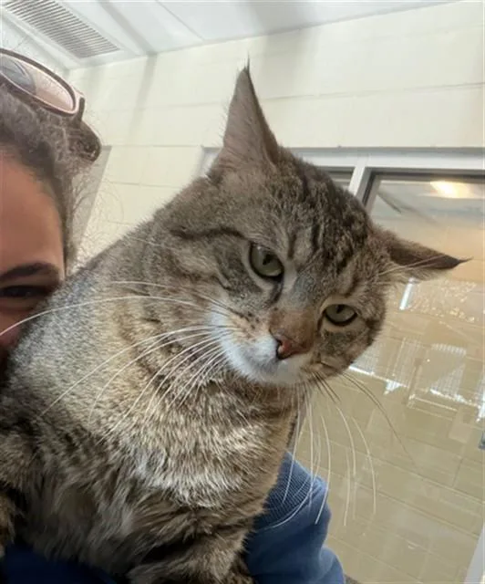 An adult large-sized male Domestic Short Hair cat named Danny Purrito for adoption in Brighton, CO