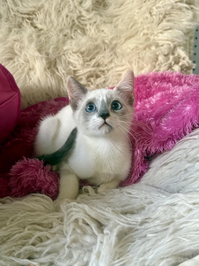A young medium-sized female Siamese cat named Rumi for adoption in Jefferson, LA