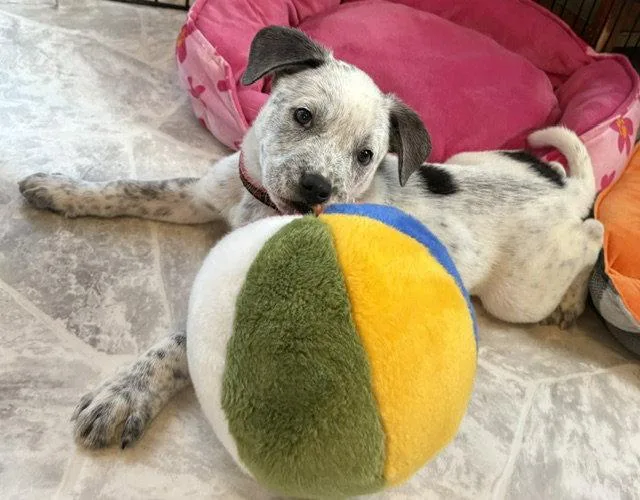 Fumble