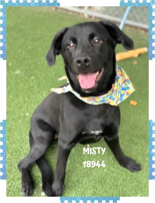 A young medium-sized female Black Labrador Retriever dog named Misty for adoption in Marietta, GA