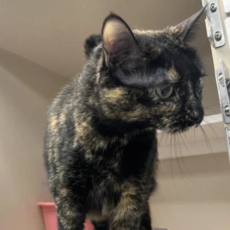 An adult extra large-sized female Tortoiseshell Domestic Short Hair cat named Ellie for adoption in Durango, CO