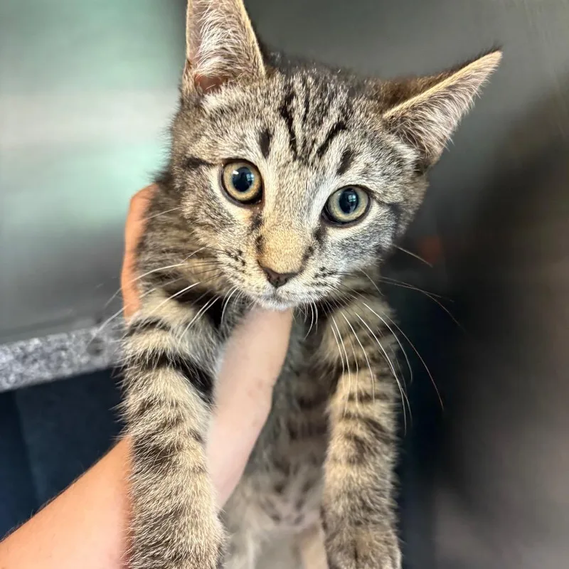 A baby small-sized male Brown / Chocolate Domestic Short Hair cat named Darwin for adoption in Birdsboro, PA