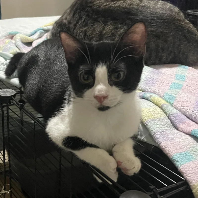 Ravin thumbnail 2