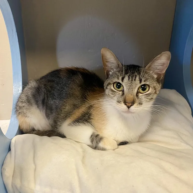 A young small-sized female Calico Domestic Short Hair cat named Fawn for adoption in Tempe, AZ