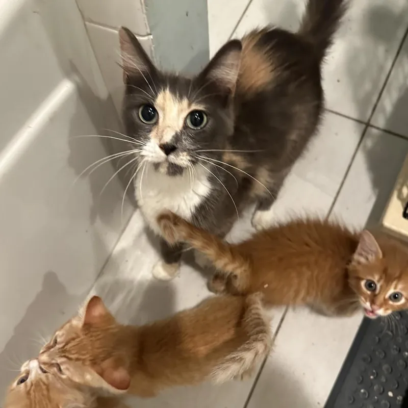 A young medium-sized female Domestic Long Hair cat named Ember for adoption in Houston, TX