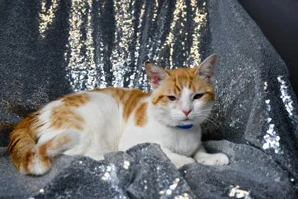 An adult small-sized male Domestic Short Hair cat named Lucius for adoption in Yakima, WA